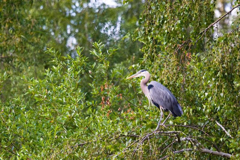 Great Blue Heron